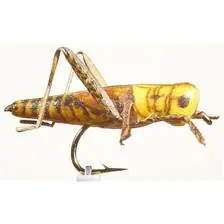Acheter En Ligne Mouche JMC Sauterelle 24 H10